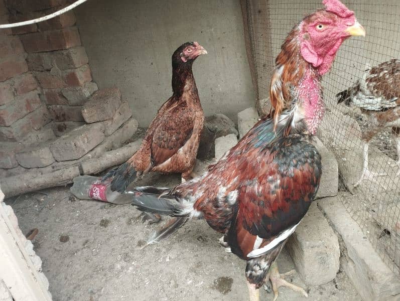 Aseel Pair for sale 0