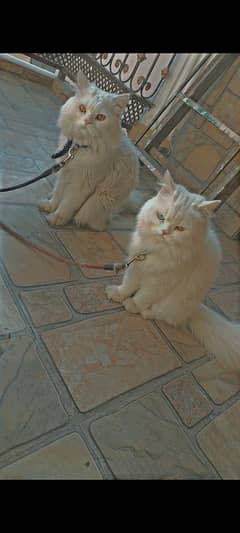 Persian white Cats for sale