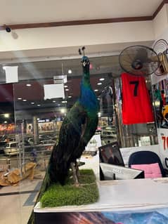 stuffed peacock statue for sale 0