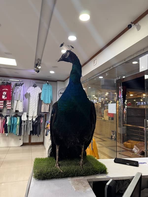 stuffed peacock statue for sale 5