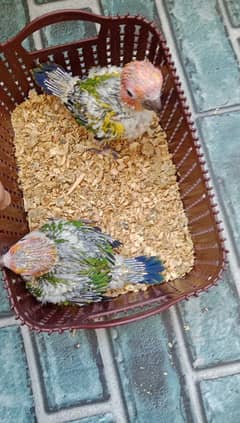 Sun Conure Chicks