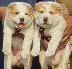 alabai dog pair 2 months for sale security dog