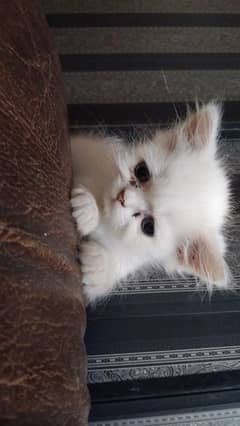 Persian kitten