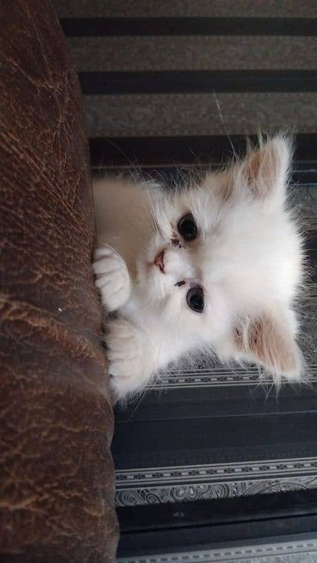 Persian kitten 0