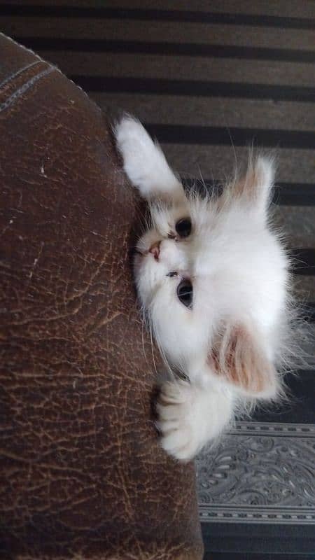 Persian kitten 2