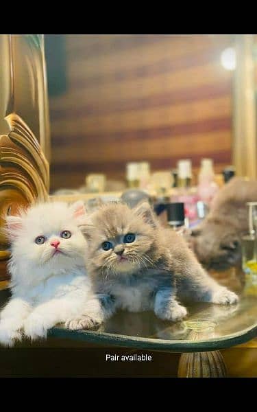 GIFT QUALITY CUTE PERSIAN KITTEN COD AVAILABLE 032546_75700 0