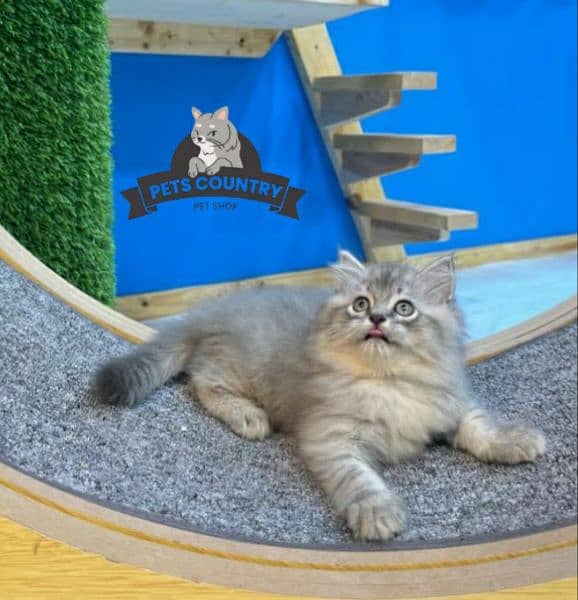 GIFT QUALITY CUTE PERSIAN KITTEN COD AVAILABLE 032546_75700 1