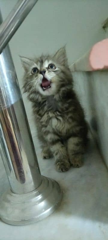 Persian kittens / cute kittens /cat/ cat baby / cat for sale 5