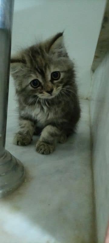 Persian kittens / cute kittens /cat/ cat baby / cat for sale 7