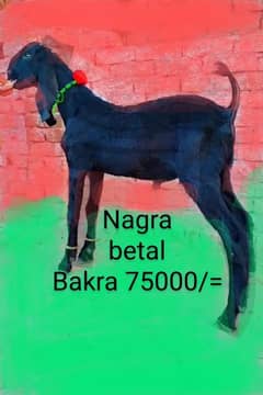 Nagra betal Bakra