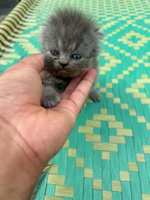 punch face kitten 1