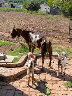 goat with 2 baby goats