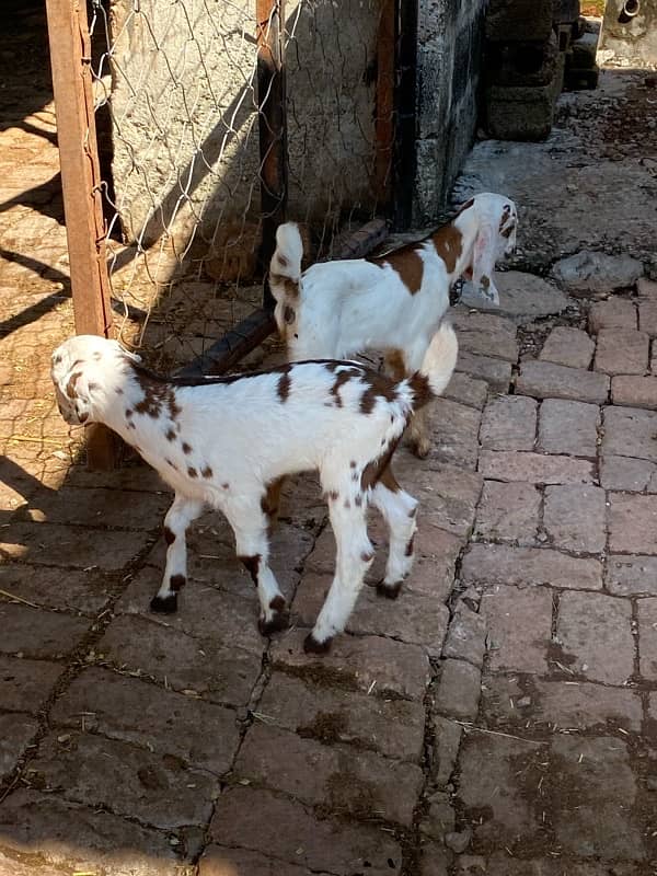 goat with 2 baby goats 1