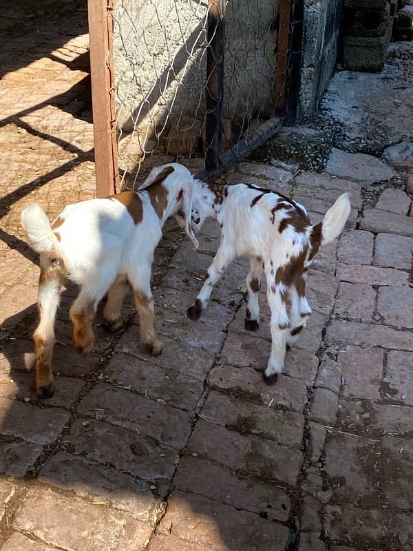 goat with 2 baby goats 2