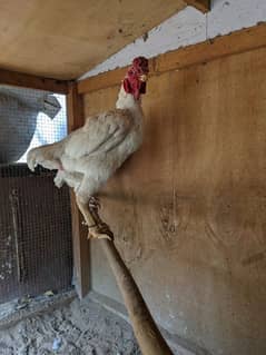 white ko shamo Chicks 2.5 month +