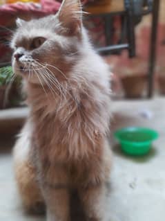 so healthy and active beautiful cat Persian house cat