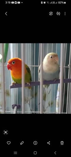 lovebird