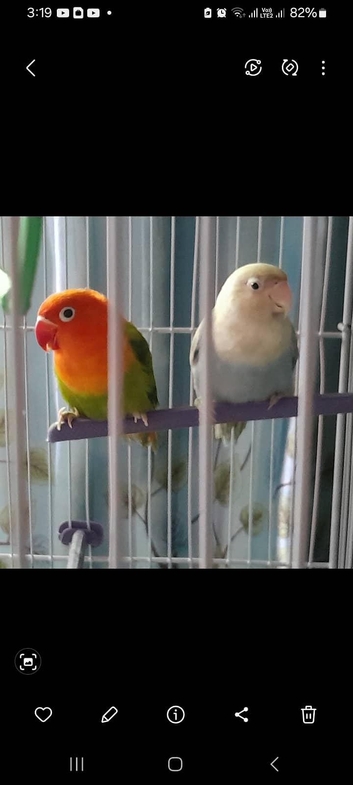 lovebird 0