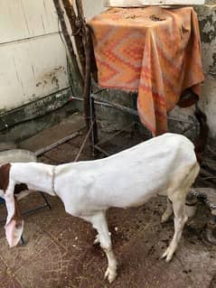 Rajanpuri bakra