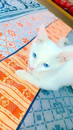 persion blue Eyed Cat