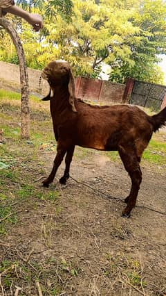 Goat for sale