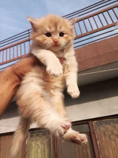 Persian  baby female cat