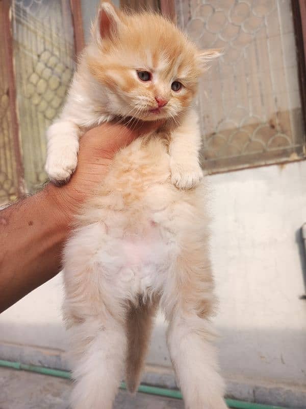 Persian  baby female cat 1