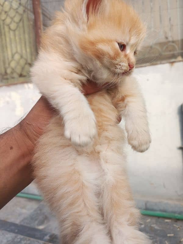 Persian  baby female cat 3