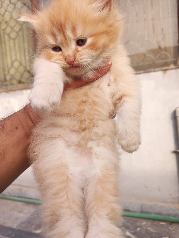 Persian  baby female cat 4