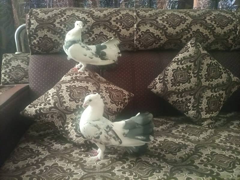 Pair of Indian Fantail pigeons 3