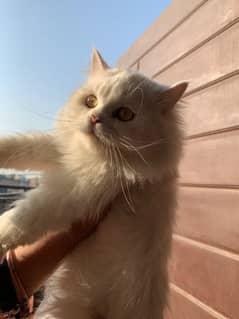 Persian male cat