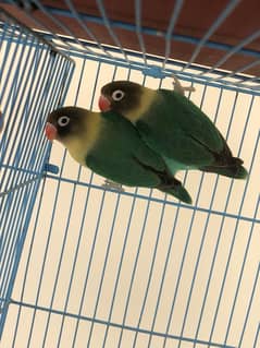 Parblue persnata/ yellow chst love birds