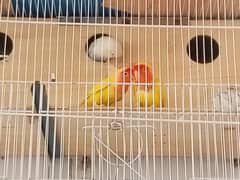 Lovebird for sale