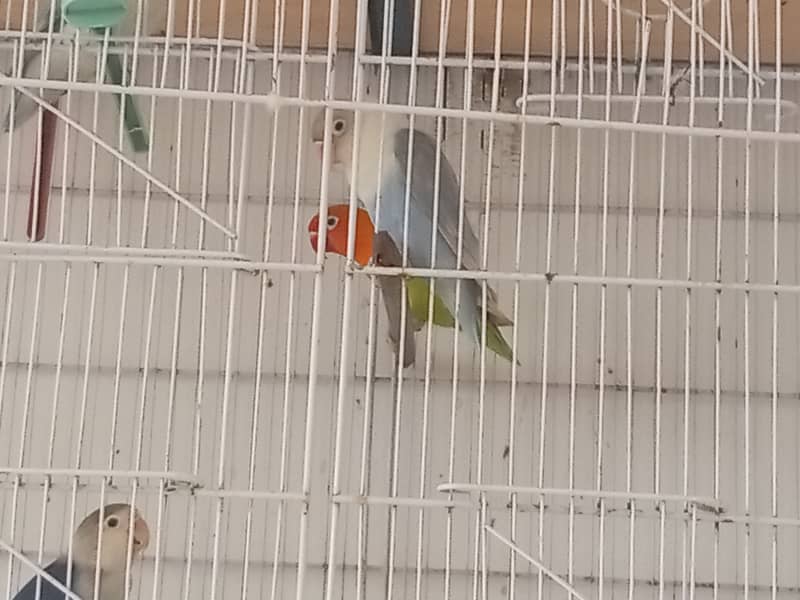 Lovebird for sale 2