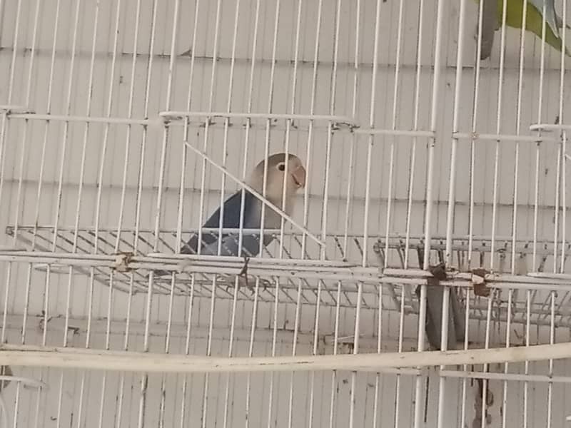 Lovebird for sale 5