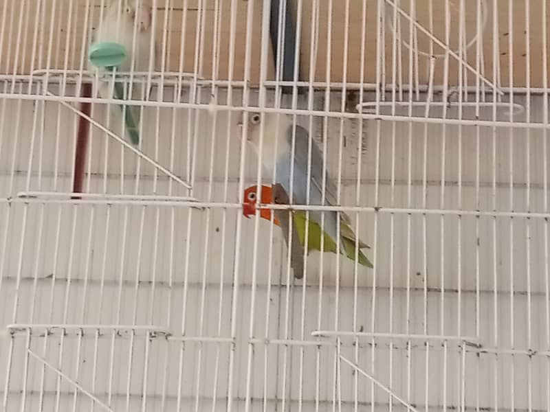 Lovebird for sale 6