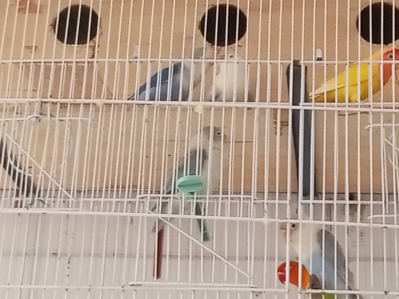 Lovebird for sale 7