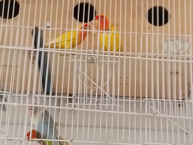 Lovebird for sale 8