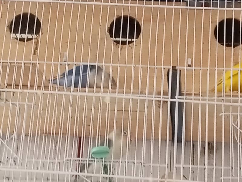 Lovebird for sale 9