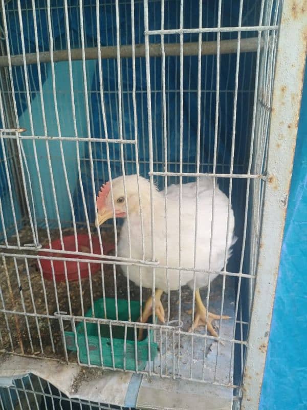 all hens sale sub lana waly ko acha discount 3