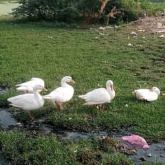 white big ducks for sale سفید بڑی بطخیں