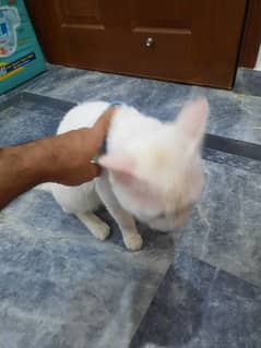 persian male tripple coated cat urgent sale