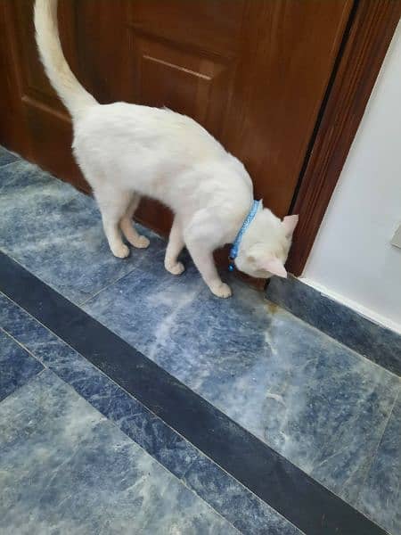 persian male tripple coated cat urgent sale 1