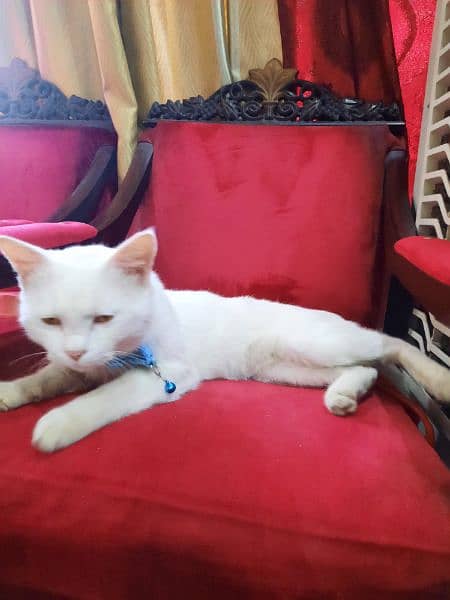 persian male tripple coated cat urgent sale 2