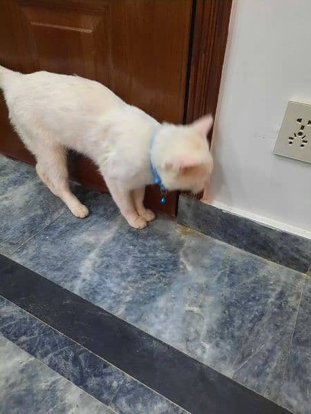 persian male tripple coated cat urgent sale 4