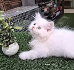 Punch Face persian Kitten