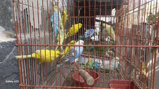 Australian Budgies, TCB , Exhibition,  Hogoromo