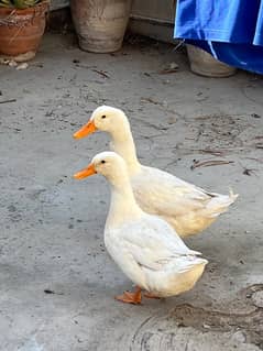 ducks for sale