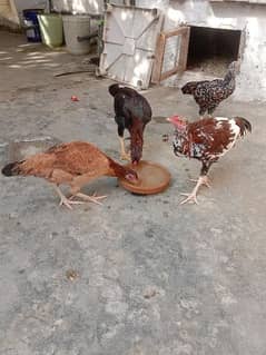 Aseel Murg and Murgi