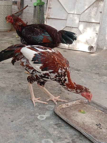 Aseel Murg and Murgi 5